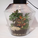 Композиция террариум "Зеленый оазис"