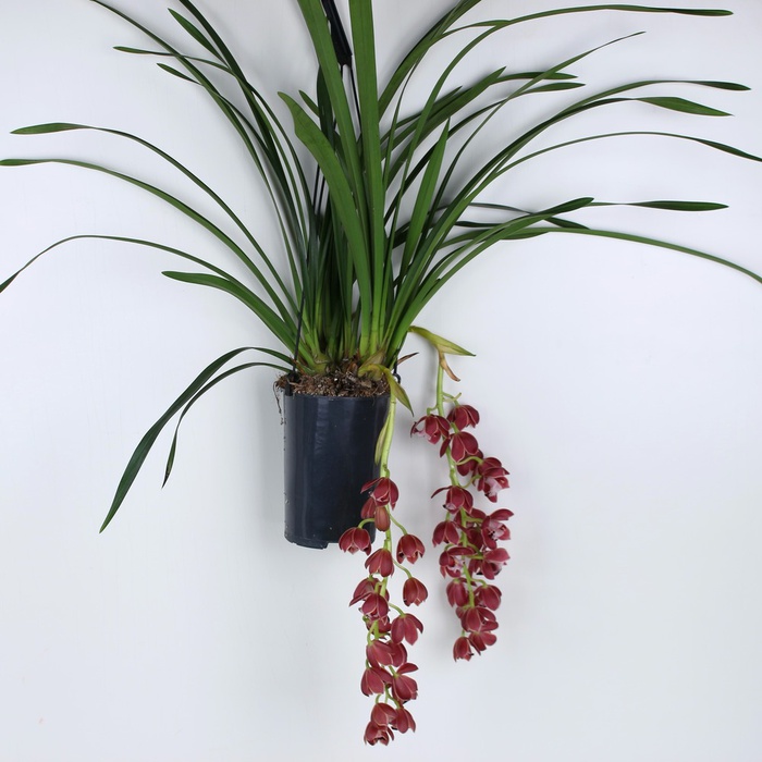 Орхидея Цимбидиум бордовый