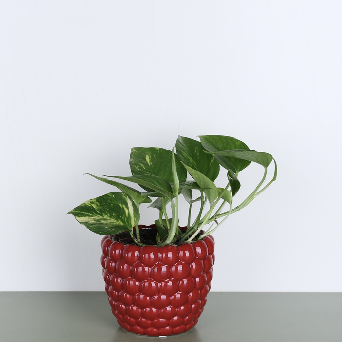 Епіпремнум в горщику, S