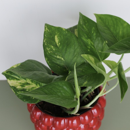 Епіпремнум в горщику, S