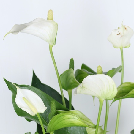 Антуріум в горщику, білий