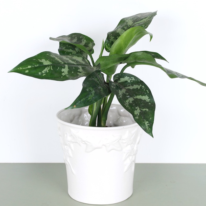 Аглаонема Maria в горшке