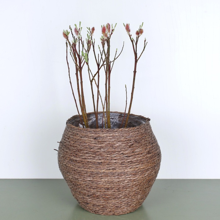 Ива Salix Lam Red Cat в горшке