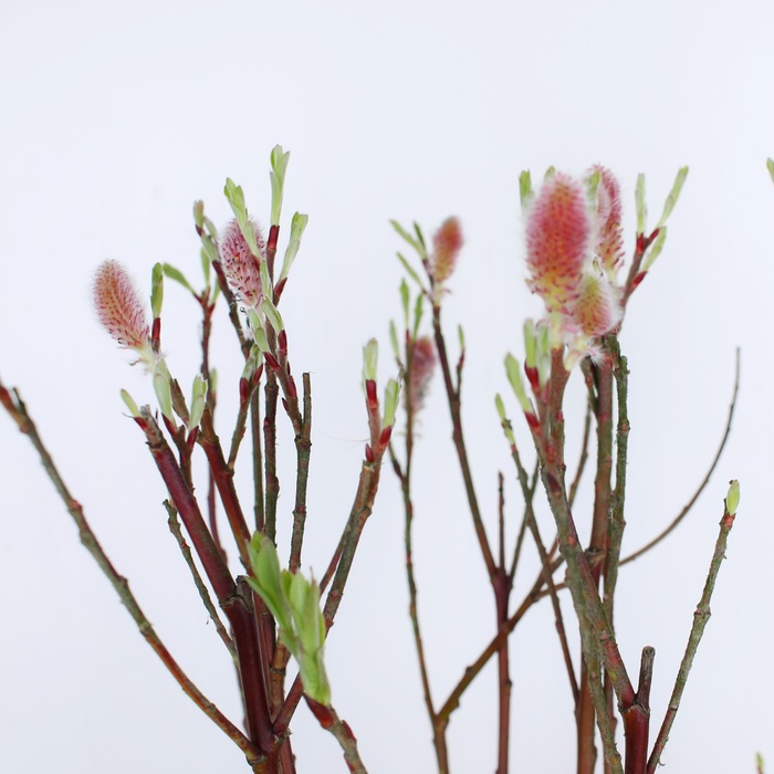 Ива Salix Lam Red Cat в горшке