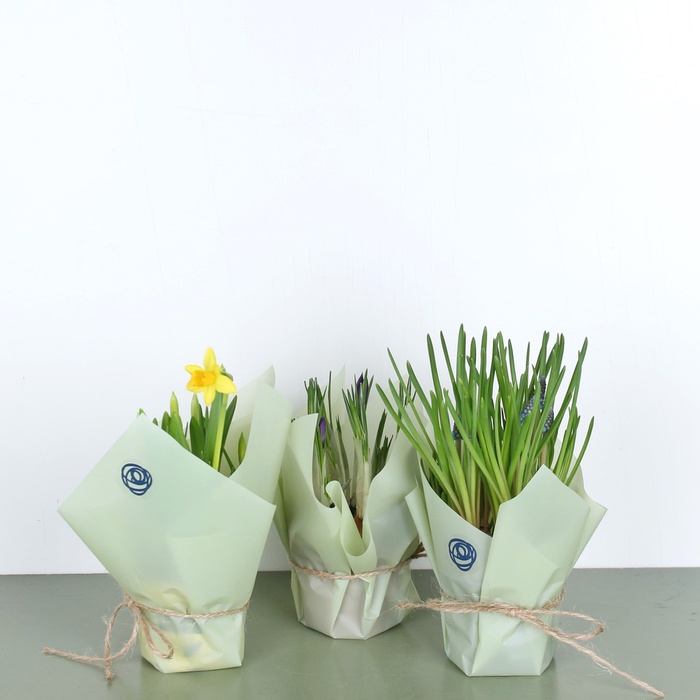 Весенние цветы в горшке