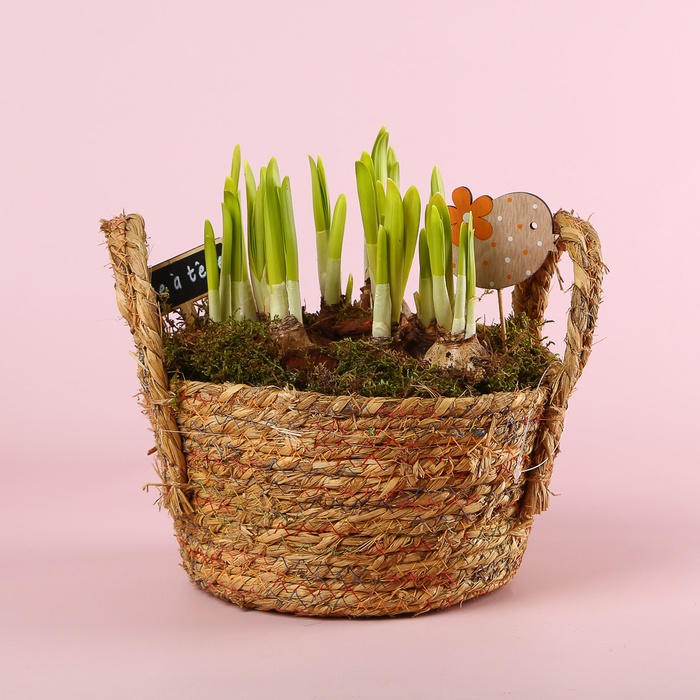 Нарцис в плетеному кошику