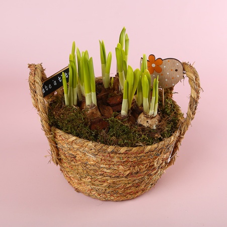 Нарцисс в плетеной корзине