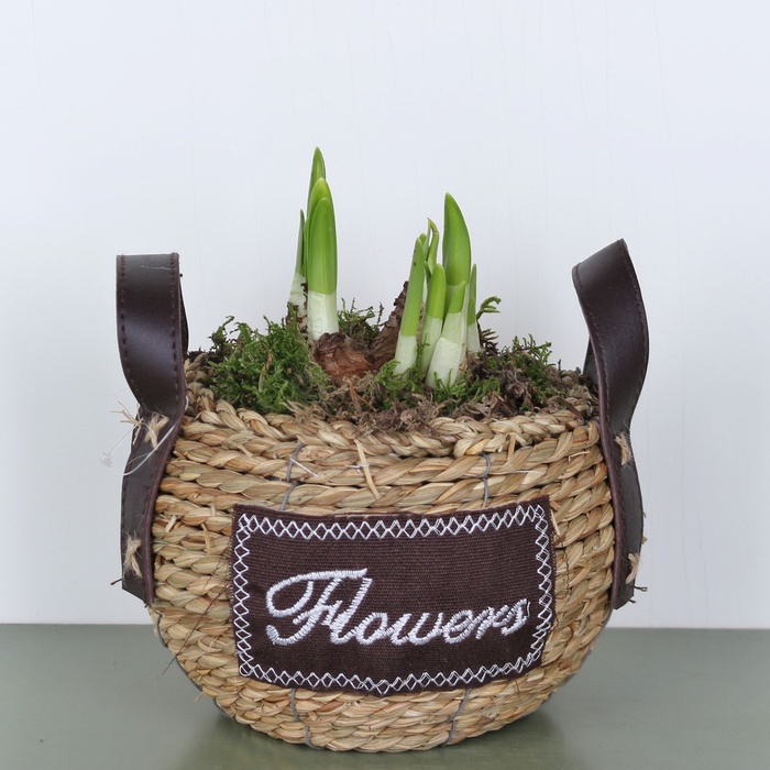 Сонячний нарцис в кошику