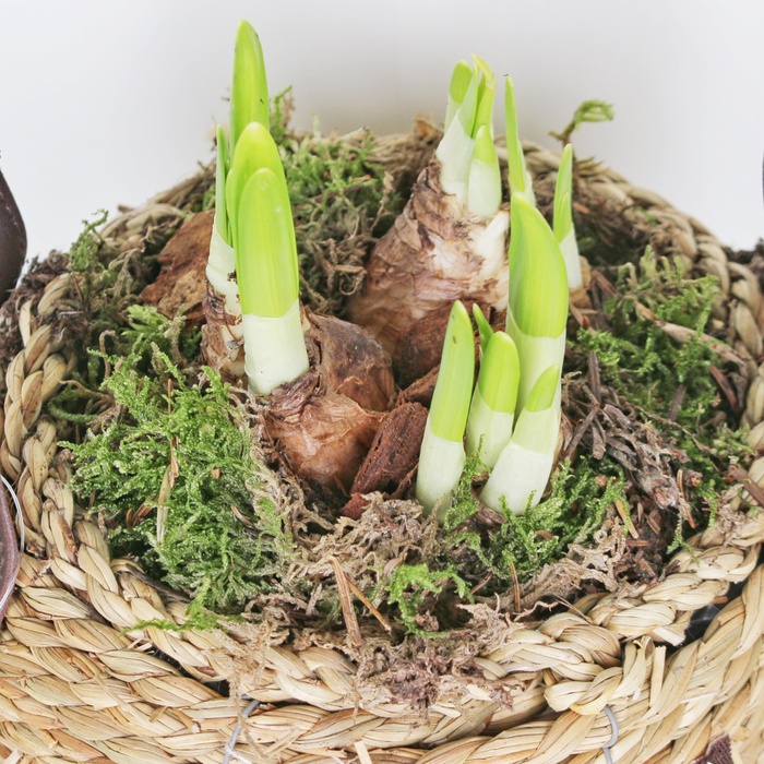 Сонячний нарцис в кошику