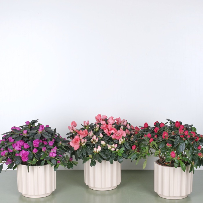 Азалія в горщику, М