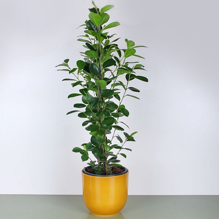 Фикус Мокламе в горшке