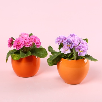 Примула мікс