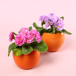 Примула мікс