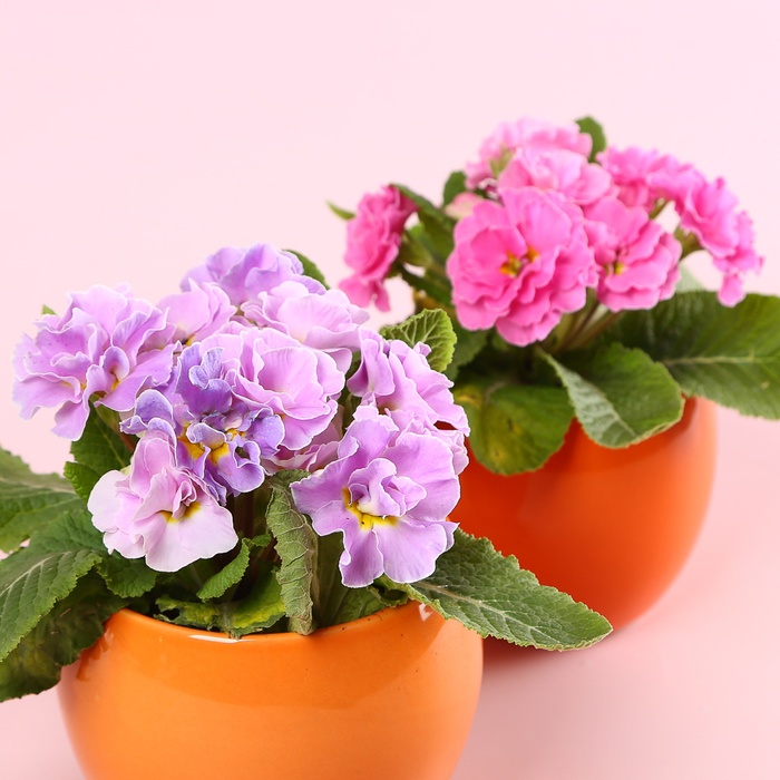 Примула мікс