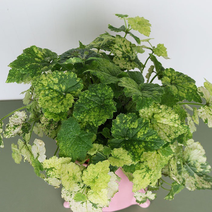 Толмия Мензиса (Tolmiea menziesii) в горшке