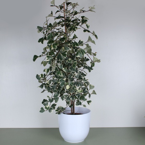 Фікус Triangularis Sweetheart в горщику