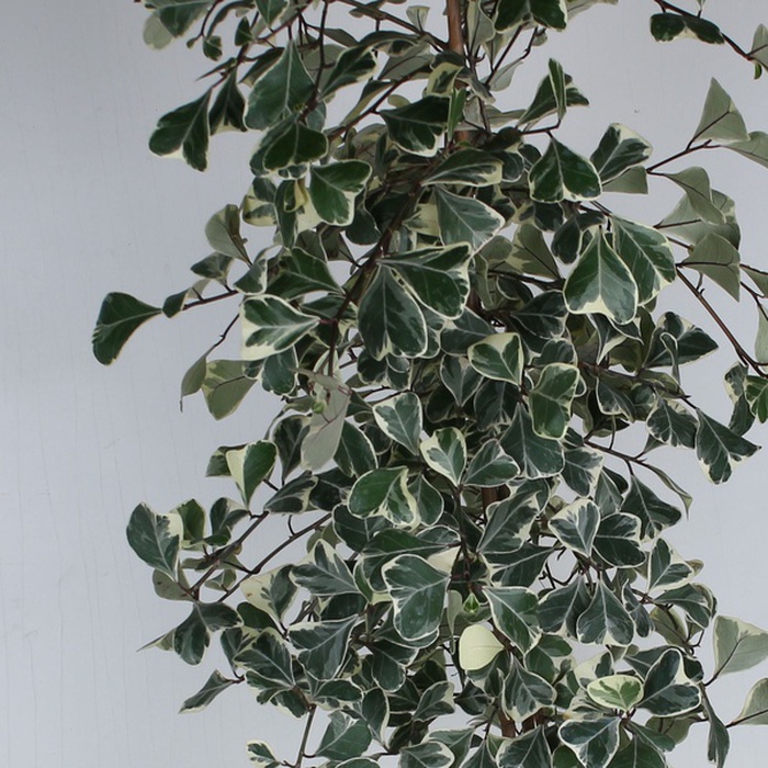 Фикус Triangularis Sweetheart в горшке