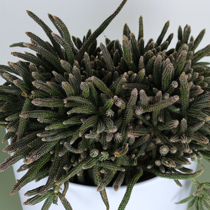 Рипсалис baccifera ''Horrida'' в горшке