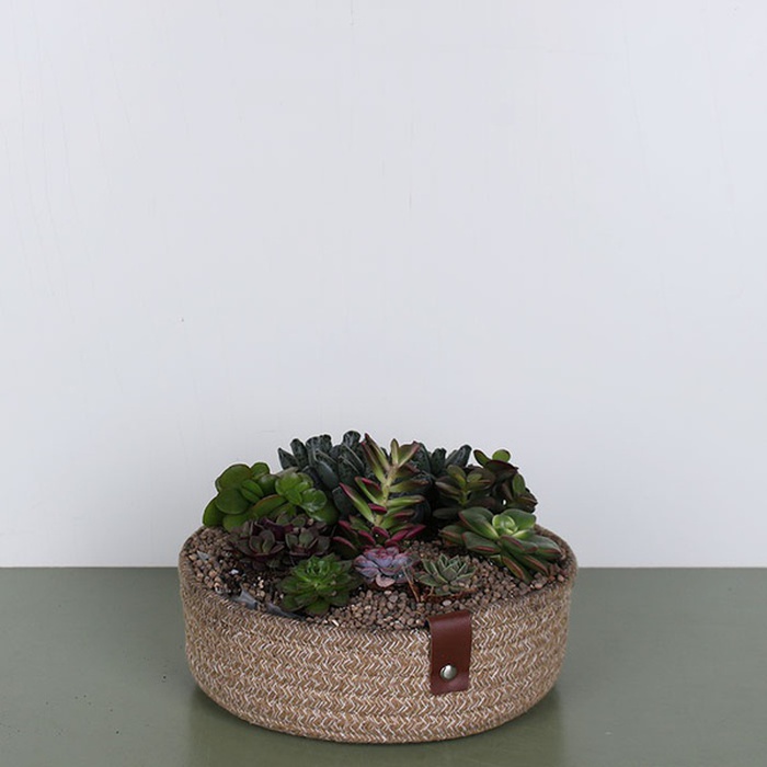 Висадка сукулентів у корзинці S