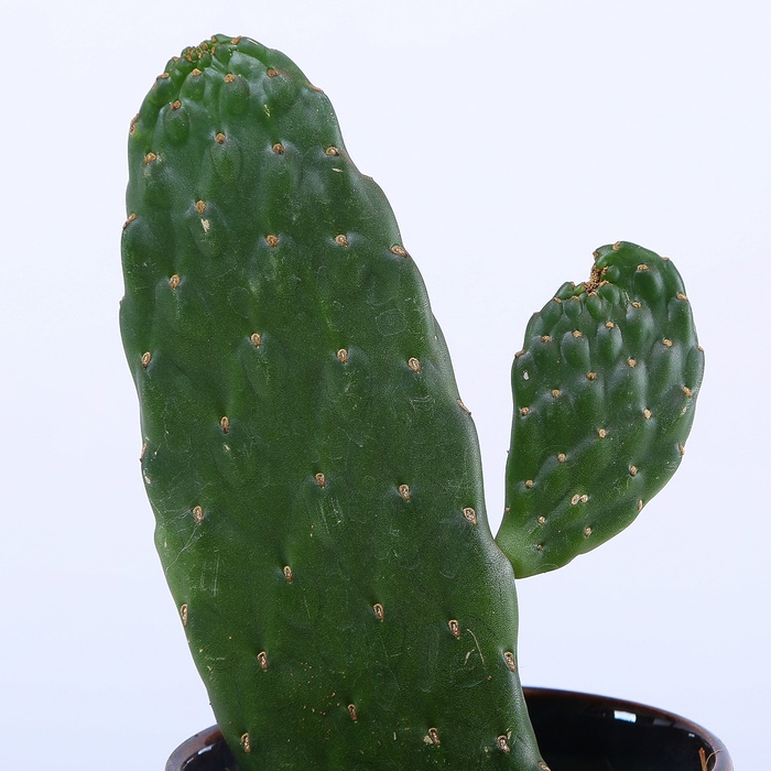 Опунция микс S в горшке