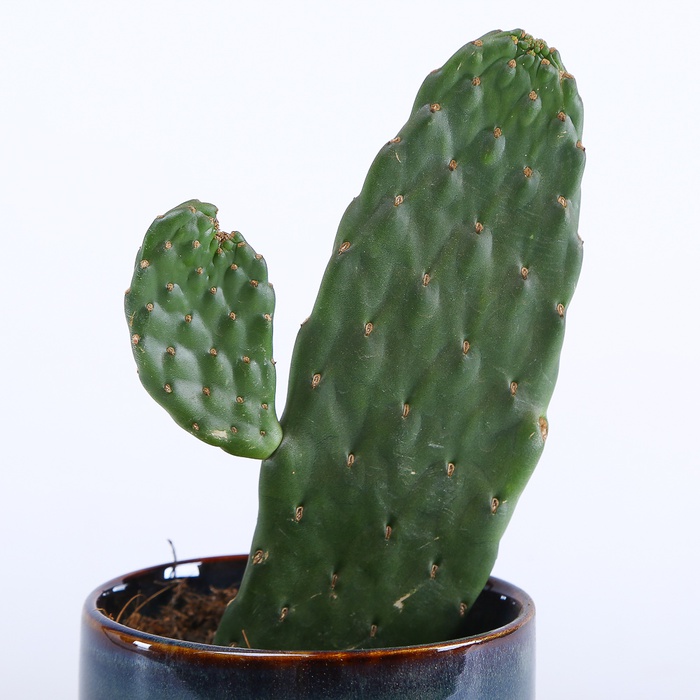 Опунция микс S в горшке