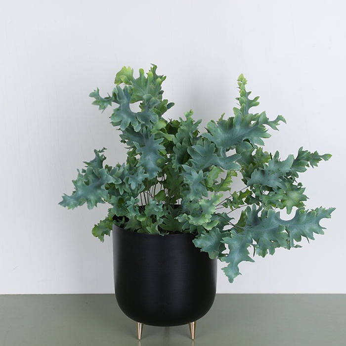 Флебодиум Давана (Phlebo A Davana)