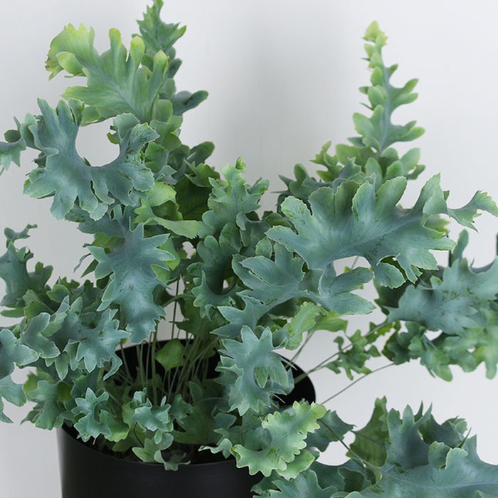 Флебодиум Давана (Phlebo A Davana)