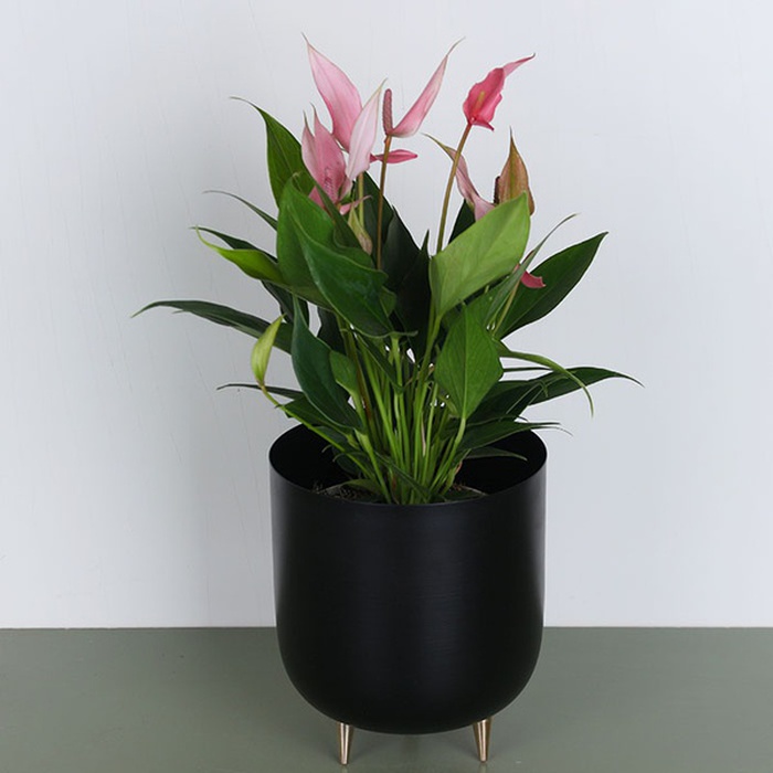 Антуріум Lilli в горщику