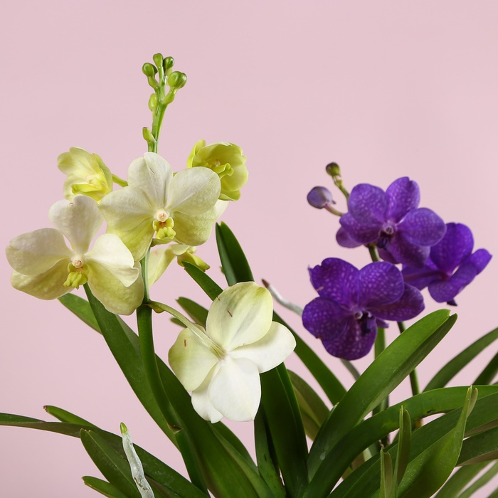 Орхідея Ванда