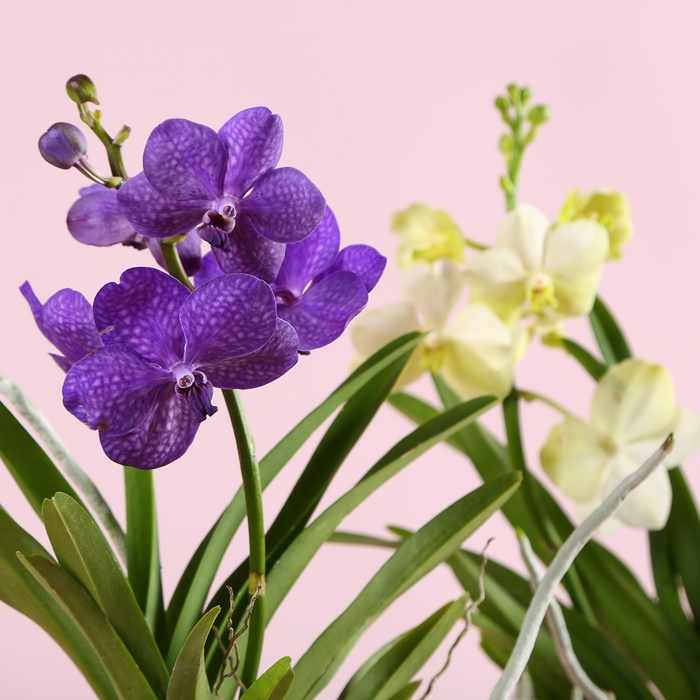 Орхідея Ванда