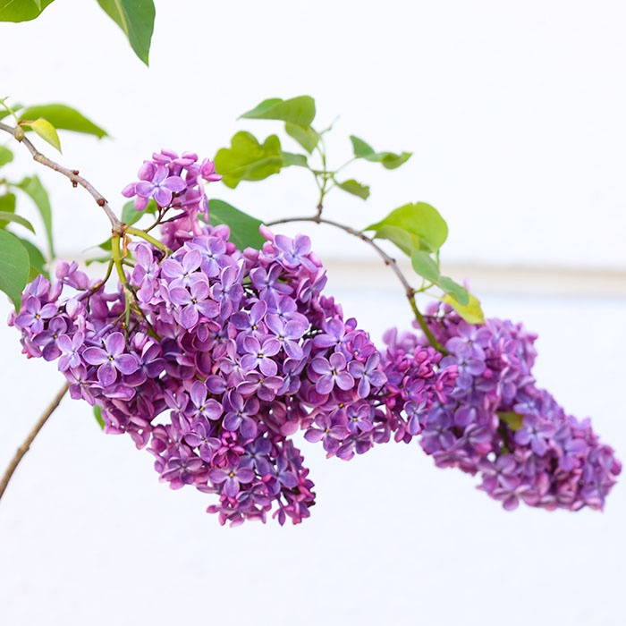 Сирень в горшке