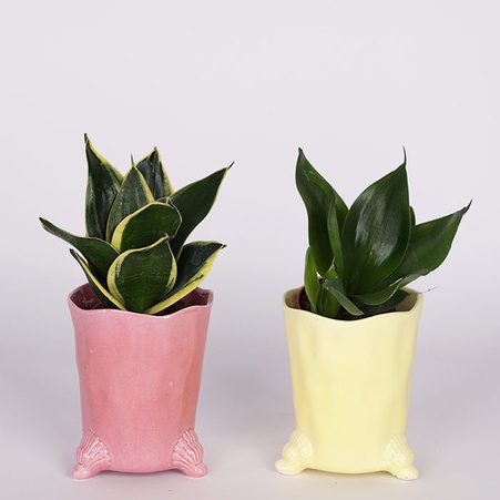 Сансевиерия "Hahnii" микс в горшке