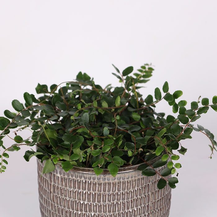 Пеллея круглолистная (Pellaea rotundifolia) в горшке