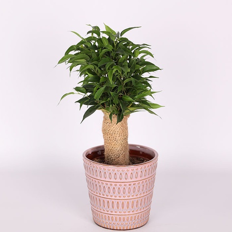 Фікус (Ficus Benja. 'natasja') в горщику