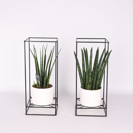 Сансевьерия микс (Sansevieria Cylindrica Mix) в горшке