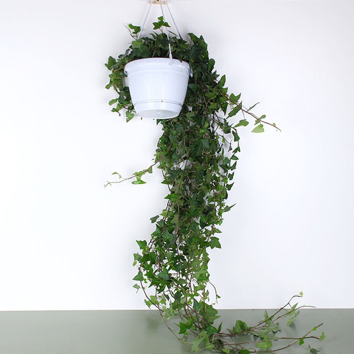 Хедера в горщику, L