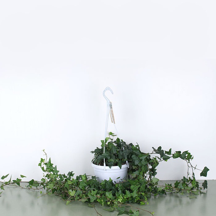 Хедера в горщику, L