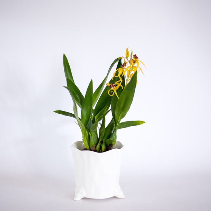 Орхідея Енциклія (Encyclia) в горщику
