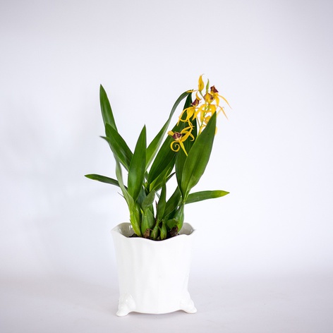 Орхідея Енциклія (Encyclia) в горщику