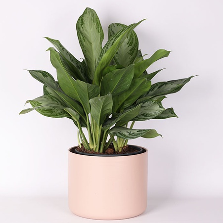 Аглаонема Silver Bay в горщику