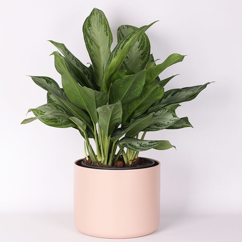 Аглаонема Silver Bay в горшке