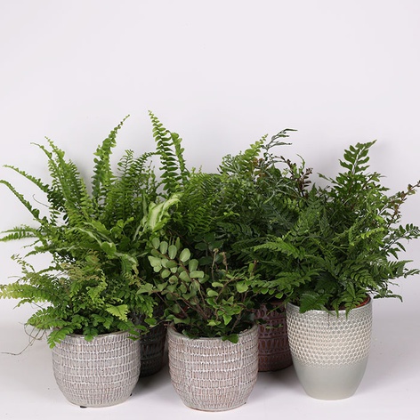 Папороть Ferns mixed в горщику