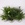 Папороть Ferns mixed в горщику