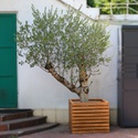 Оливкове дерево ХХL в горщику