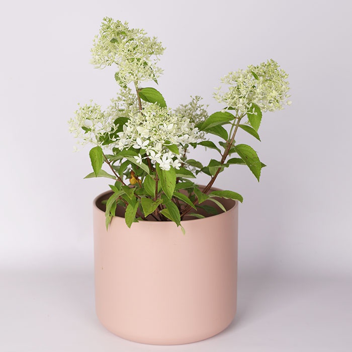 Гортензия Mix в горшке, S