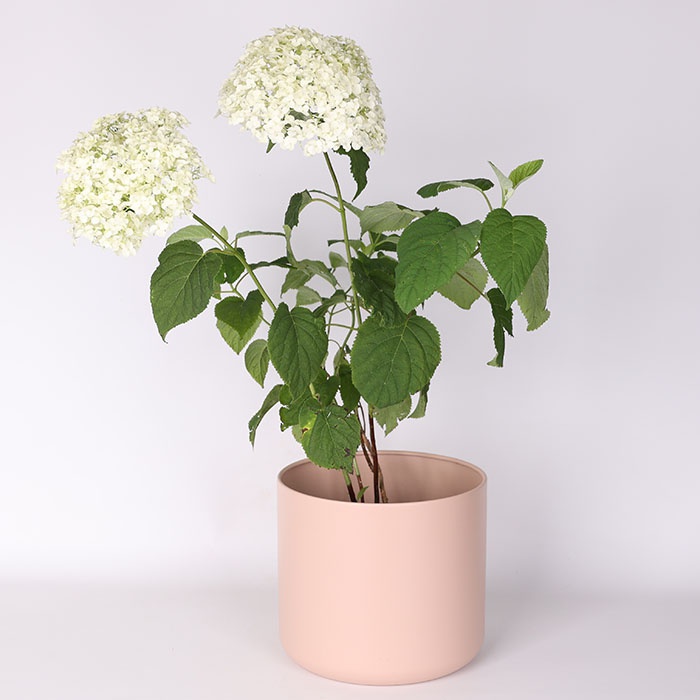 Гортензия Mix в горшке, S