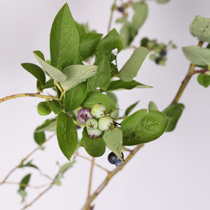 Голубика в горшке