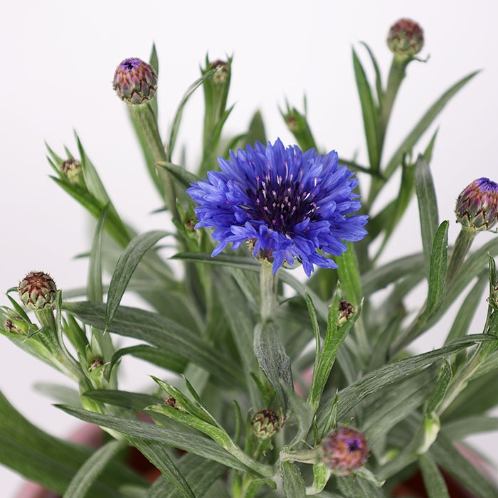 Волошка в горщику