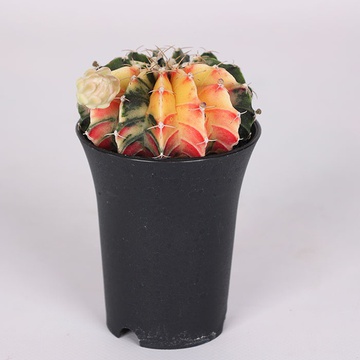 Гимноколициум(Gymnocalycium variegated) в горшке