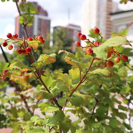 Калина в горшке, XL